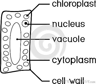 Coloring page with simplified structure of plant cell chloroplast, nucleus, vacuole, cytoplasm and cell wall. Vector Illustration